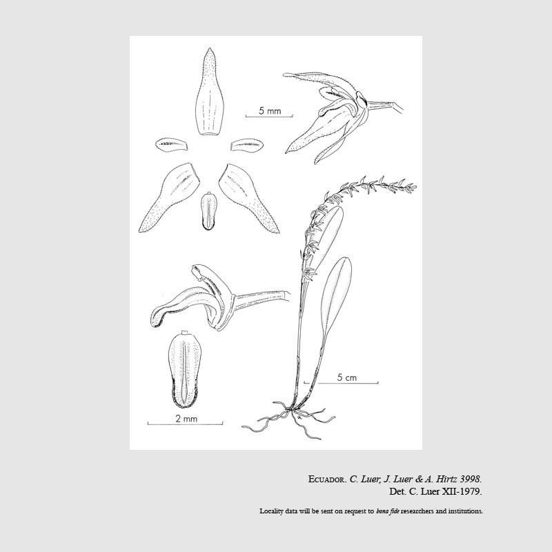 Specklinia regalis